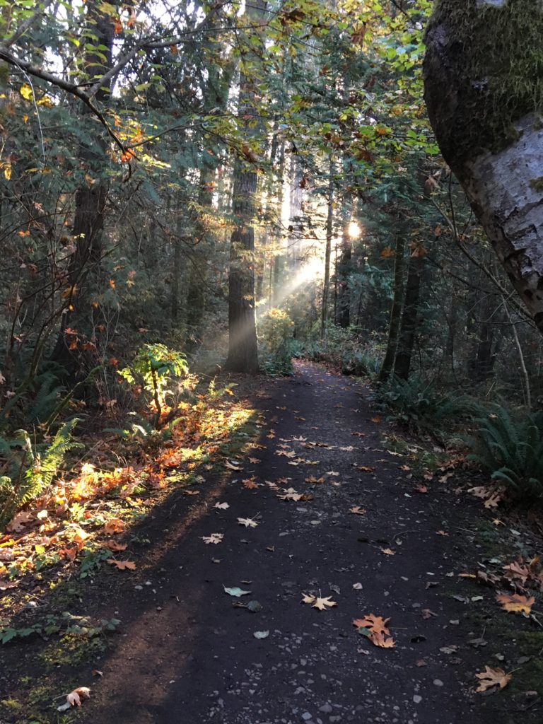 sunny trails 