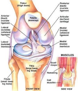 Knee anatomy 